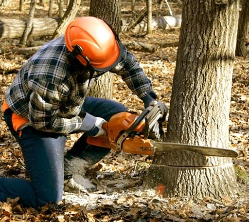 Tree Removal in Doe Hill, VA